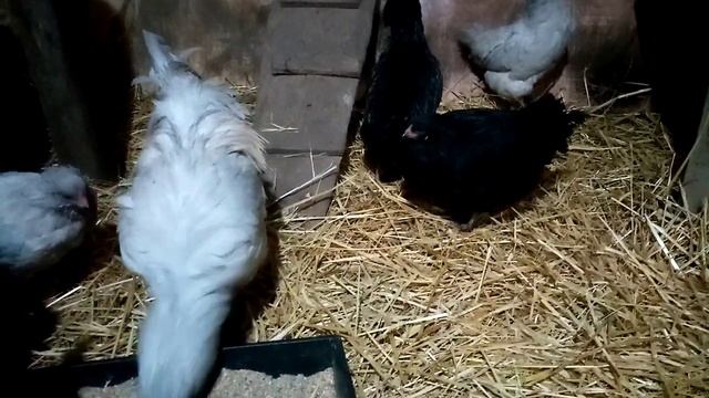 Наши курочки породы Амераукана!!! Субботний обзор о хозяйстве!!! смотреть онлайн