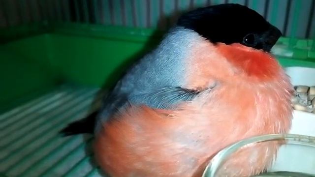 26декабря. У нас в гостях снегирь.? смотреть онлайн