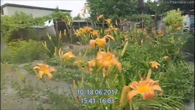 Энотера ночная свеча, Оранжевые лилии, Садовые ромашки , др. 10.06.2017-15.07.2017, смотреть онлайн