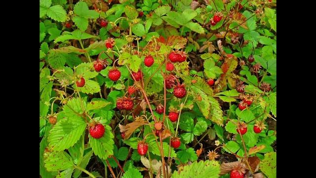 Румяные сестрички. Слова Н.Найдёновой. Музыка Ю.Слонова. Песенка загадка для малышей. смотреть онлайн
