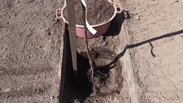 Висадження хурми "Божий Дар". Как посадить хурму. Весенняя посадка хурмы. Planting persimmons. смотреть онлайн