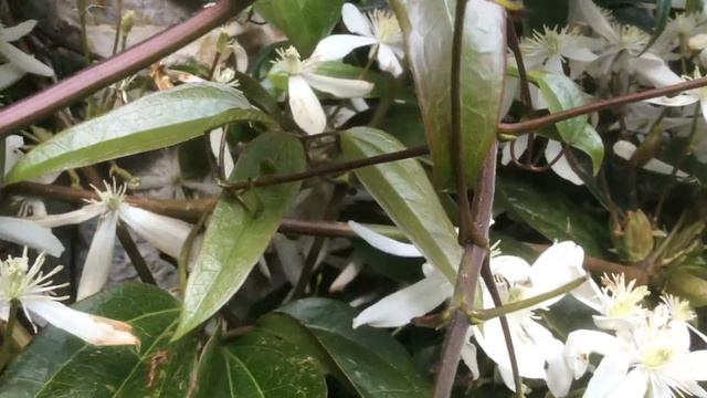 Clématite "Armandii Snow Drift' un parfum suave d'oeillet et de vanille смотреть онлайн