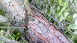 Мульчер ORSI на гусеничном тракторе ДТ 75