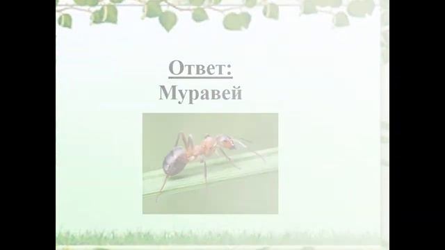 Презентация - викторина «Земля – наш общий дом» смотреть онлайн