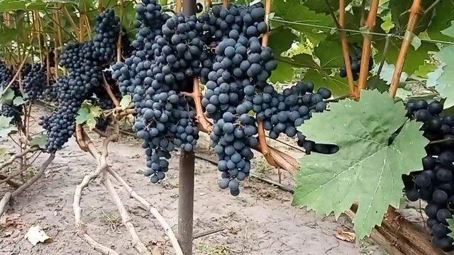 Каберне Дорса: урожай собран смотреть онлайн