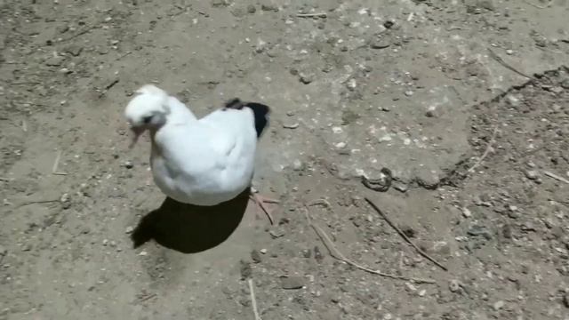 Вторая партия птенцов Бакинских голубей смотреть онлайн