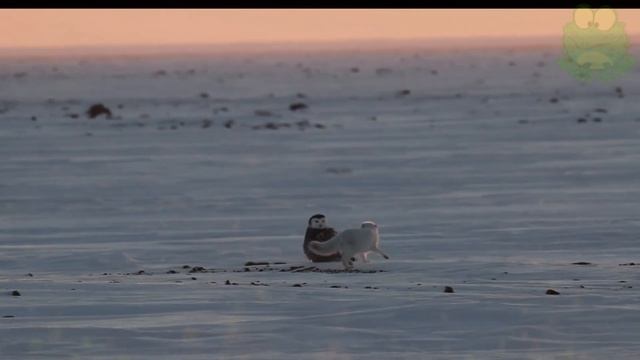 Песец - интересные факты, животные Северной Америки, голубой песец смотреть онлайн