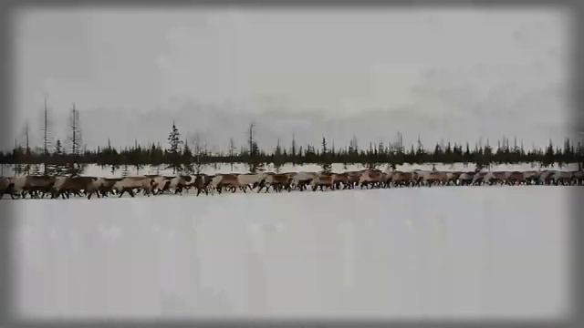 Перегон оленей / лесотундра / тундра / ЯНАО / Ямал смотреть онлайн