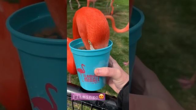 Beautiful Flamingo | Animals | Nature смотреть онлайн