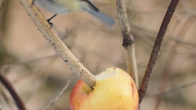 ND-Filter JJC Replaces Drop-In Adapter EF/RF Canon R5 C Sample Videos Birds смотреть онлайн