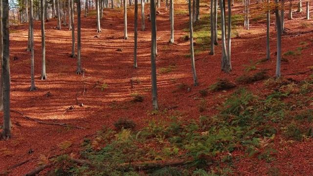 Focus Music For Work And Studying / Background Music For Concentration, Study Music, Thinking Music смотреть онлайн