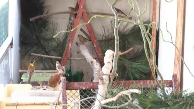 Вольер для диких птиц, новые декорации.осень 2018 смотреть онлайн