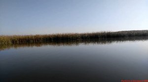 Ловля сома и щук монстров на перемёт.