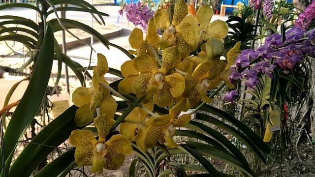 Vanda orchid in Thailland แวนด้าลูกผสม ราศรีโกลด์X สามปอย смотреть онлайн