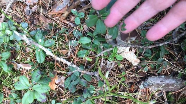 Ура! Полно грибов в майском лесу- блюдцевики, строчки и круглые молодильные шаровидные смотреть онлайн