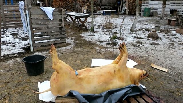 Отличное свойское сало!!! Любишь вкусное сало и мясо?Тогда поросятам лучше давать варенное. смотреть онлайн