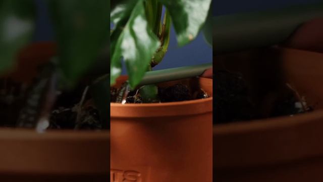 Полив монстеры: как это делать правильно? смотреть онлайн