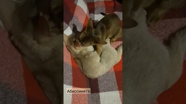 АБИССИНСКИЕ КОШКИ. ДИКИЙ И ФАВН. смотреть онлайн