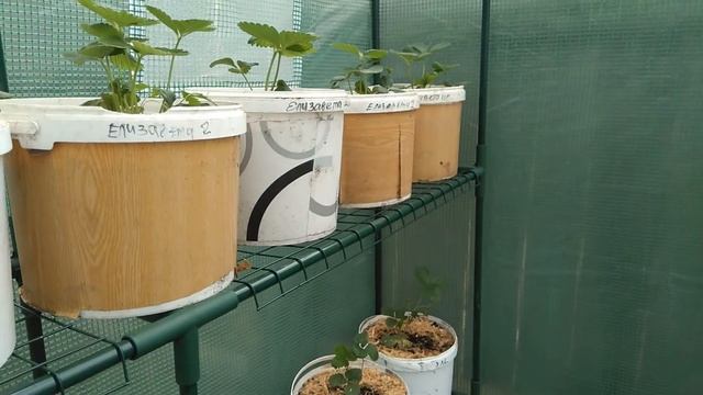 Обзор мини теплицы для рассады смотреть онлайн