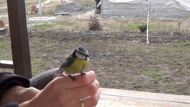К нам прилетела синичка... смотреть онлайн
