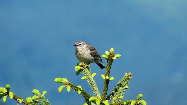 666. Linduška horská, Water Pipit, Bergpieper, Pipit spioncelle, Горный конёк, Siwerniak смотреть онлайн