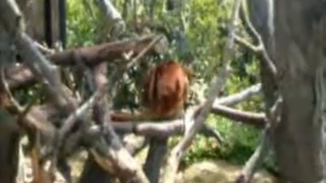 セスジキノボリカンガルー - Goodfellow's tree-kangaroo смотреть онлайн