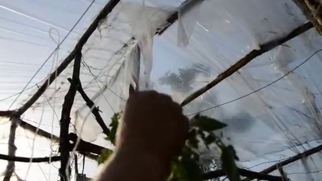 Формировка высокорослых и среднерослых томатов смотреть онлайн