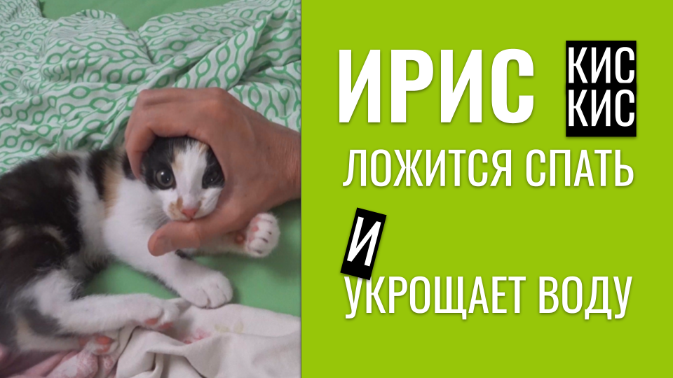 ? Котенок Ириска ложится спать и утром укрощает воду в раковине ? смотреть онлайн