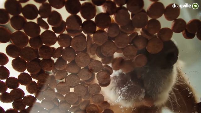 Золотистый ретривер - О породе - Как выбрать щенка? смотреть онлайн