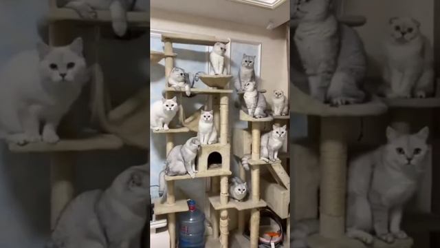 Кошкин дом.mp4 смотреть онлайн