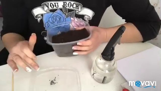 Посев гвоздики шабо без заморочек смотреть онлайн