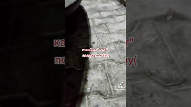 повредили лапку коту! смотреть онлайн