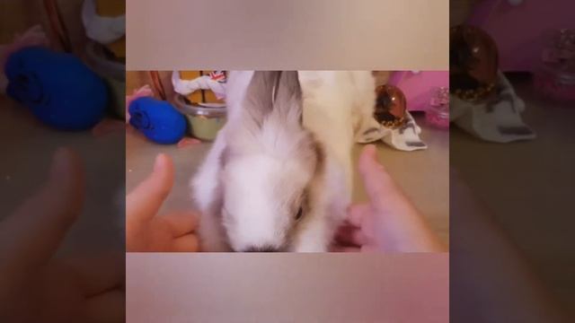 Приручение кролика к рукам!!!( без бешенства никак) смотреть онлайн