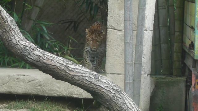 Chinesischer Leopard Julius - Zoo Hannover смотреть онлайн