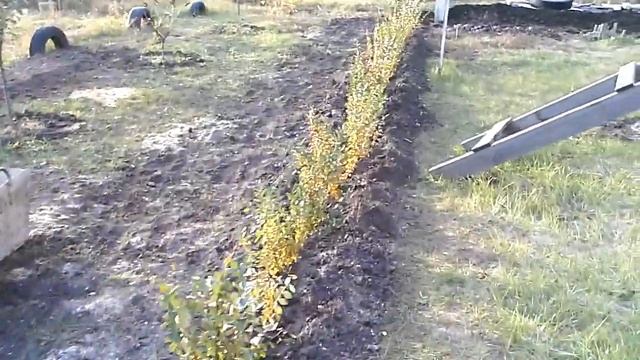 Сажаем кизильник блестящий смотреть онлайн