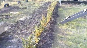 Сажаем кизильник блестящий