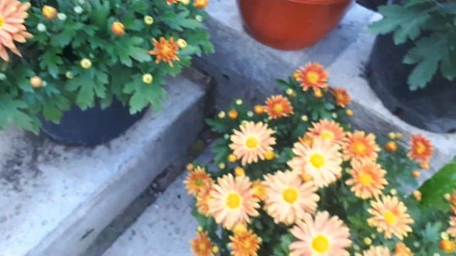 Хризантема мультифлора : Янтарная леди смотреть онлайн