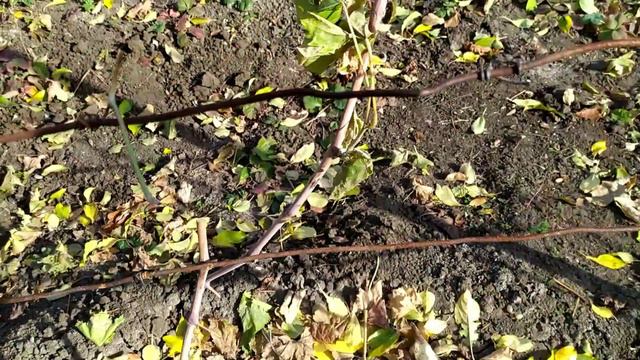 Как обрезать правильно виноград.Правильная обрезка винограда. смотреть онлайн