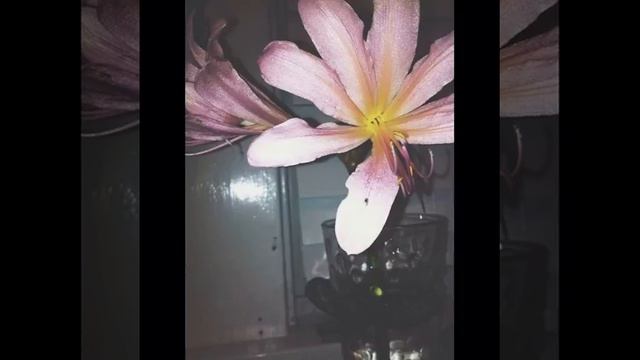 59 Ways Gardening Can Find You The Love Of Your Life смотреть онлайн