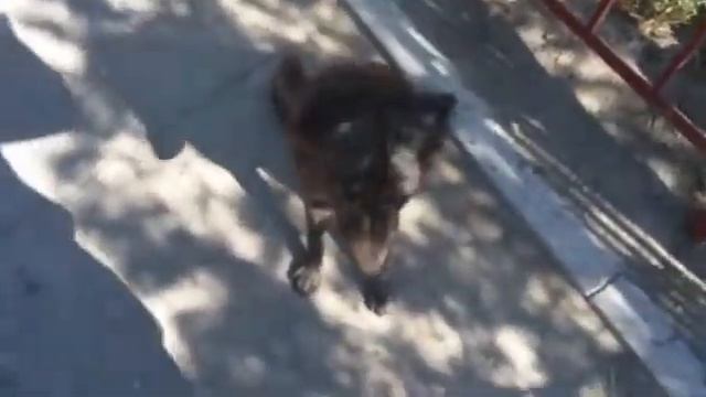 Черныш здоровается