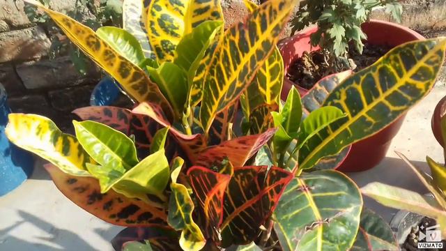 27.How to grow and care Croton plant смотреть онлайн
