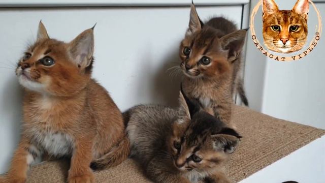 Caracat F1 female, breeder Anna Kuzmina. смотреть онлайн