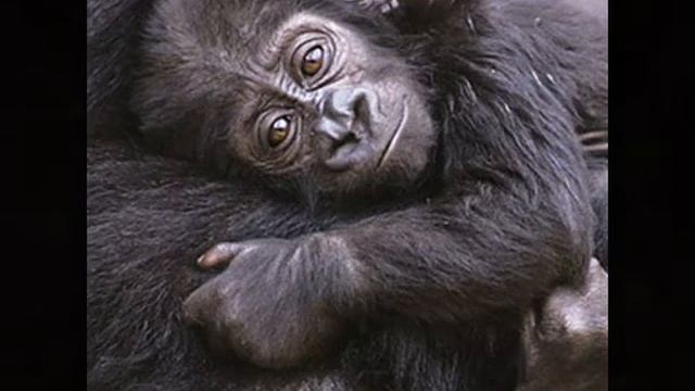 Адажио Оркестр Поля Мориа смотреть онлайн