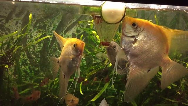 Кормление рыб мотылем смотреть онлайн