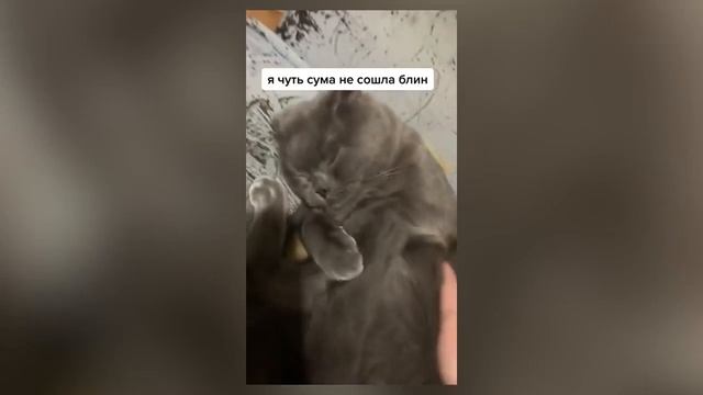 Смешные котики #44.mp4 смотреть онлайн