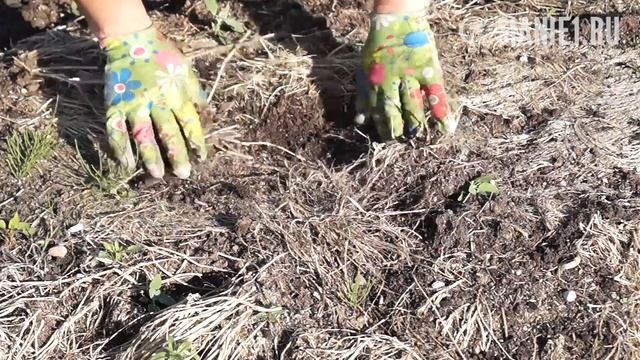 Как успеть сделать посадки во влажную почву смотреть онлайн