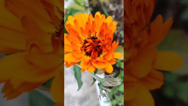 saturated colors/насыщенные цветаFlowers lovers смотреть онлайн