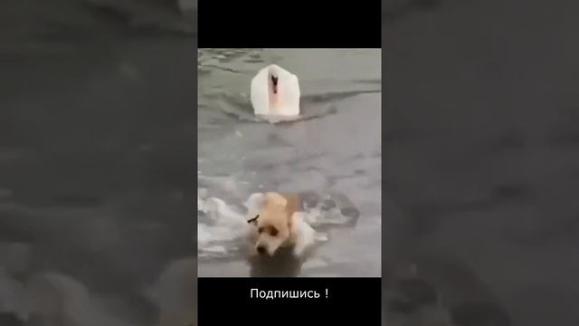 ?Что это было? #Shorts.mp4 смотреть онлайн