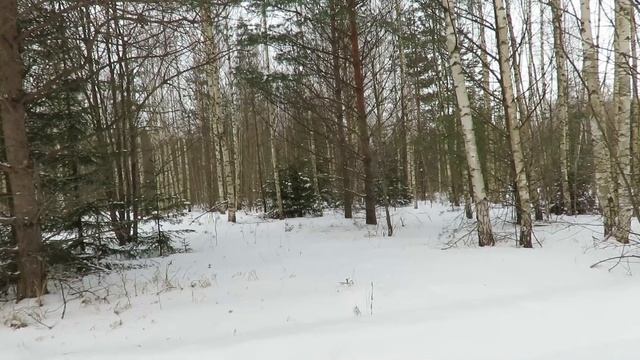 Охота по зайцу с русской гончей. День первый смотреть онлайн