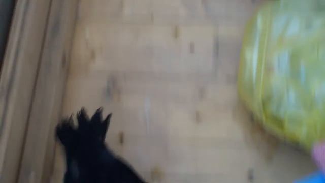 Птенец грача (или вороны). смотреть онлайн